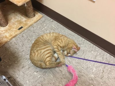 An orange cat playing with a pink cat toy