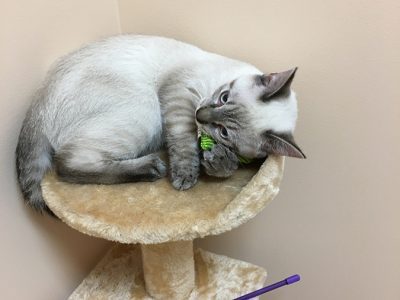 A white and grey cat sitting on a cat tower