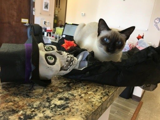 A Siamese cat sitting on top of a skeleton Halloween decoration