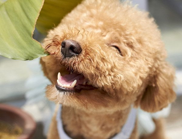 A fluffy tan poodle smiling as he looks up at the sky